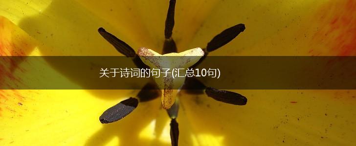 关于诗词的句子(汇总10句),第1张