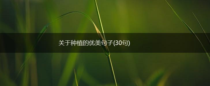关于种植的优美句子(30句),第1张