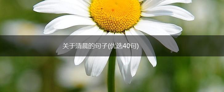 关于清晨的句子(优选40句),第1张