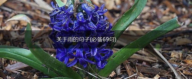 关于雨的句子(必备69句),第1张
