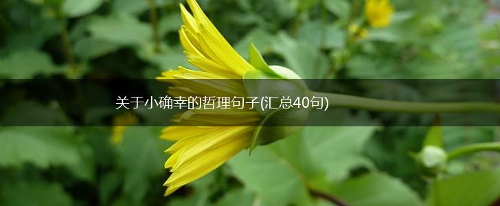 关于小确幸的哲理句子(汇总40句),第1张