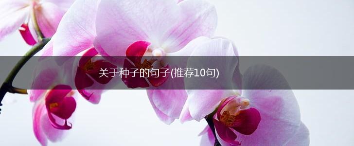 关于种子的句子(推荐10句),第1张