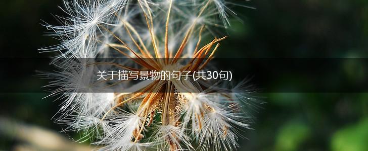 关于描写景物的句子(共30句),第1张