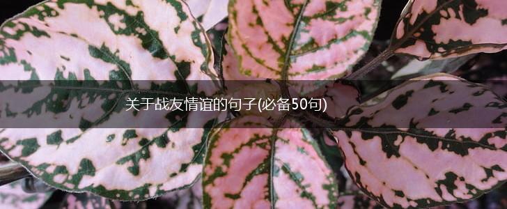 关于战友情谊的句子(必备50句),第1张