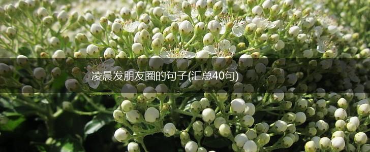 凌晨发朋友圈的句子(汇总40句),第1张