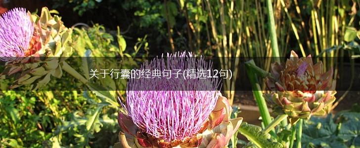 关于行囊的经典句子(精选12句),第1张