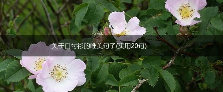 关于白衬衫的唯美句子(实用20句),第1张