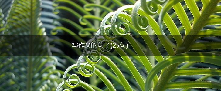 写作文的句子(25句),第1张
