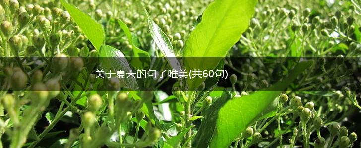 关于夏天的句子唯美(共60句),第1张