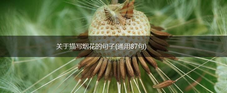 关于描写烟花的句子(通用87句),第1张