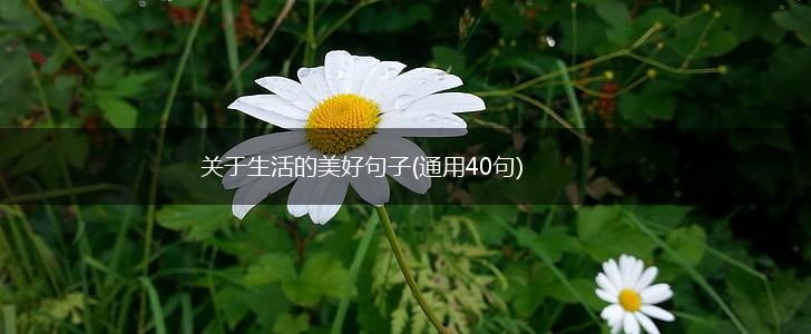 关于生活的美好句子(通用40句),第1张