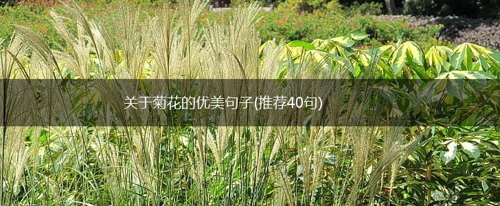关于菊花的优美句子(推荐40句),第1张