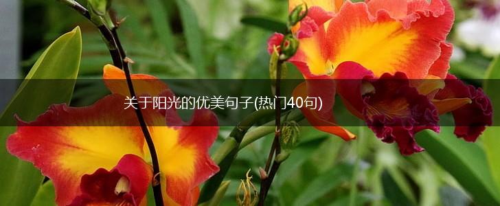 关于阳光的优美句子(热门40句),第1张