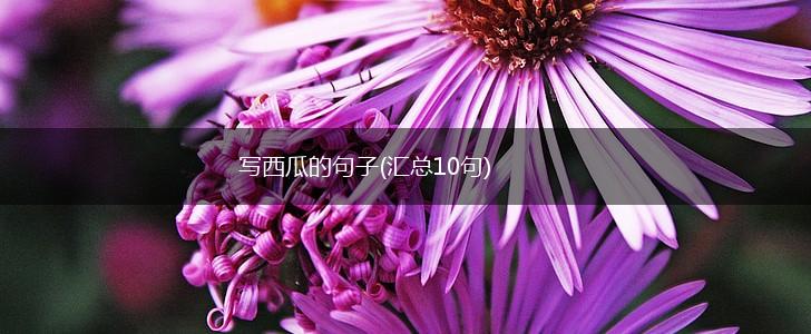 写西瓜的句子(汇总10句),第1张