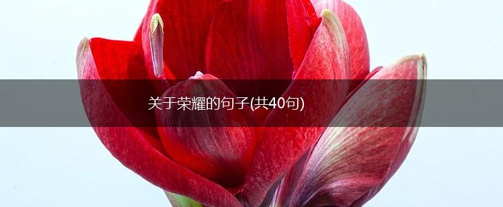 关于荣耀的句子(共40句),第1张