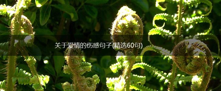 关于爱情的伤感句子(精选60句),第1张