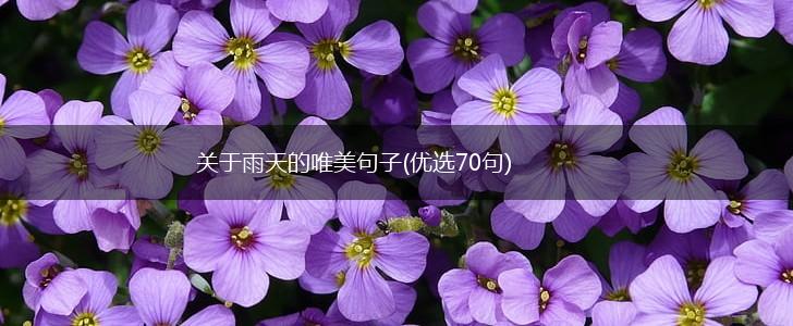 关于雨天的唯美句子(优选70句),第1张