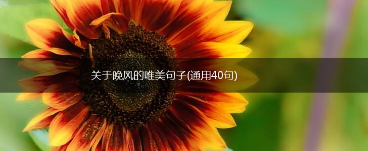关于晚风的唯美句子(通用40句),第1张