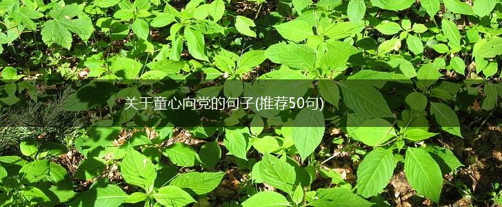 关于童心向党的句子(推荐50句),第1张