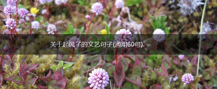关于起风了的文艺句子(通用60句),第1张