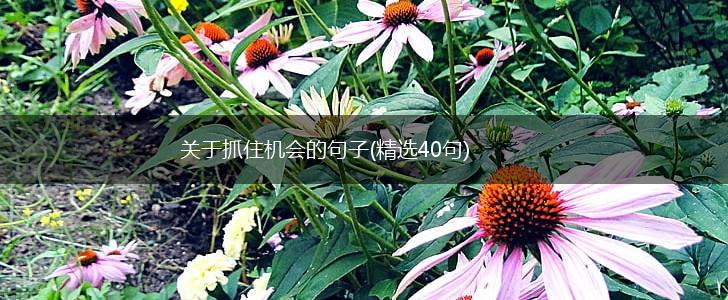 关于抓住机会的句子(精选40句),第1张