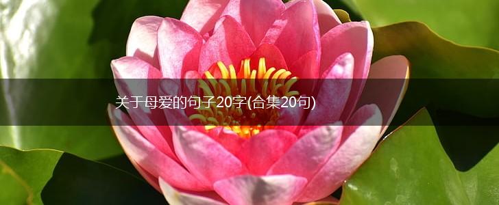 关于母爱的句子20字(合集20句),第1张