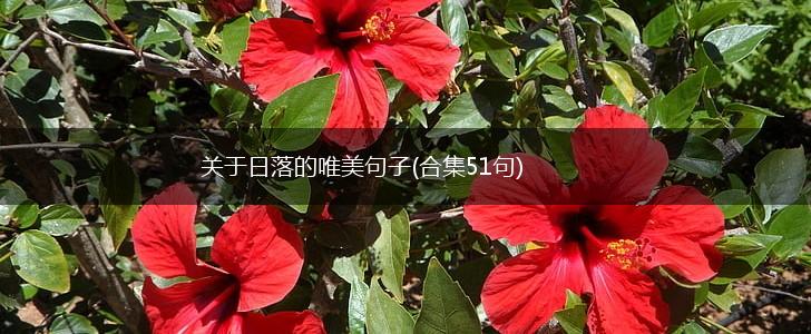 关于日落的唯美句子(合集51句),第1张