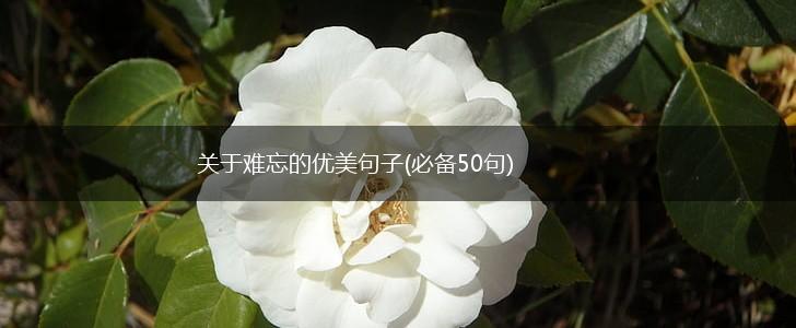 关于难忘的优美句子(必备50句),第1张