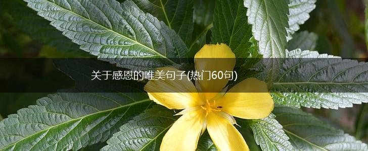 关于感恩的唯美句子(热门60句),第1张