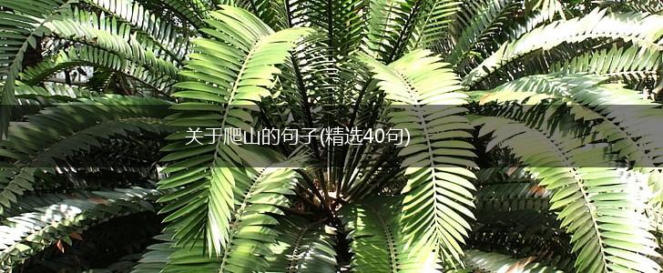 关于爬山的句子(精选40句),第1张