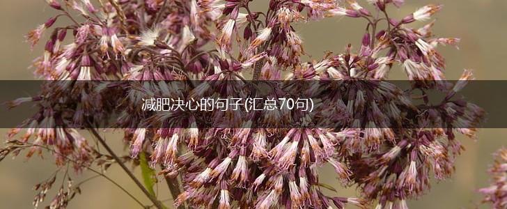 减肥决心的句子(汇总70句),第1张