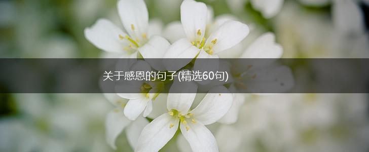 关于感恩的句子(精选60句),第1张