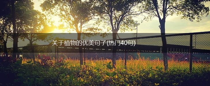 关于植物的优美句子(热门40句),第1张