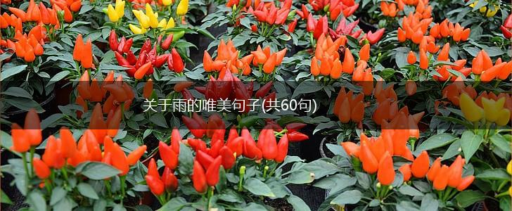 关于雨的唯美句子(共60句),第1张