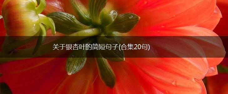 关于银杏叶的简短句子(合集20句),第1张