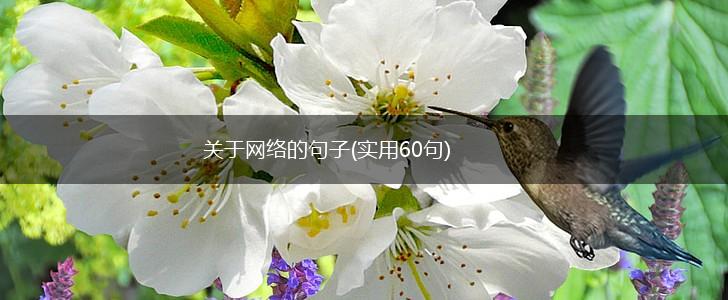 关于网络的句子(实用60句),第1张