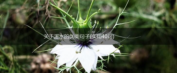 关于溪水的优美句子(实用40句),第1张