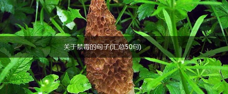 关于禁毒的句子(汇总50句),第1张