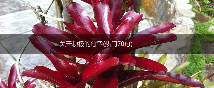 关于积极的句子(热门70句),第1张