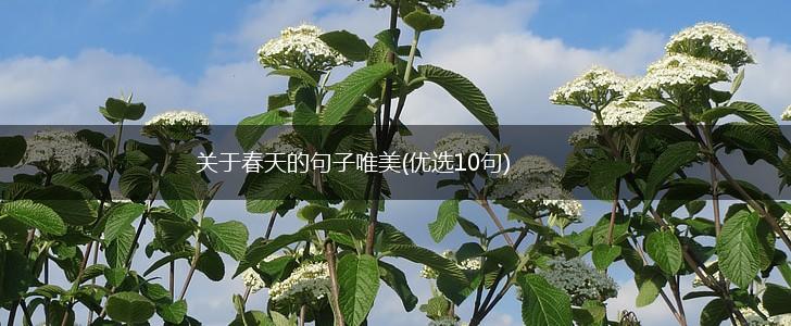 关于春天的句子唯美(优选10句),第1张