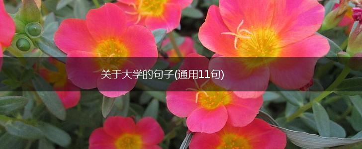 关于大学的句子(通用11句),第1张