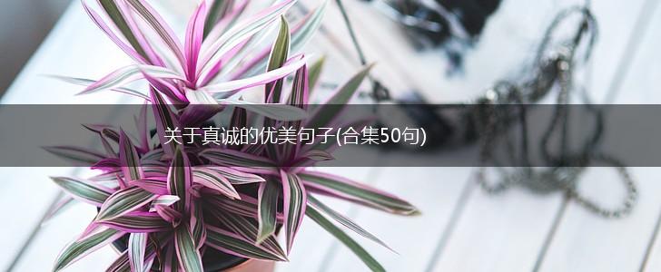 关于真诚的优美句子(合集50句),第1张