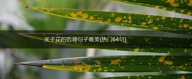 关于花的哲理句子唯美(热门64句),第1张