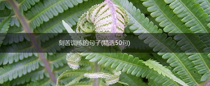 刻苦训练的句子(精选50句),第1张