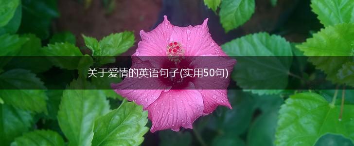 关于爱情的英语句子(实用50句),第1张