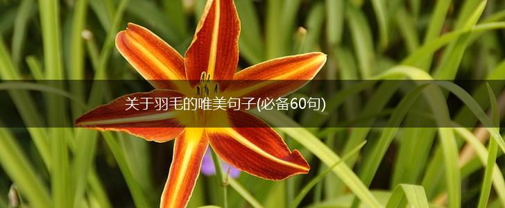 关于羽毛的唯美句子(必备60句),第1张