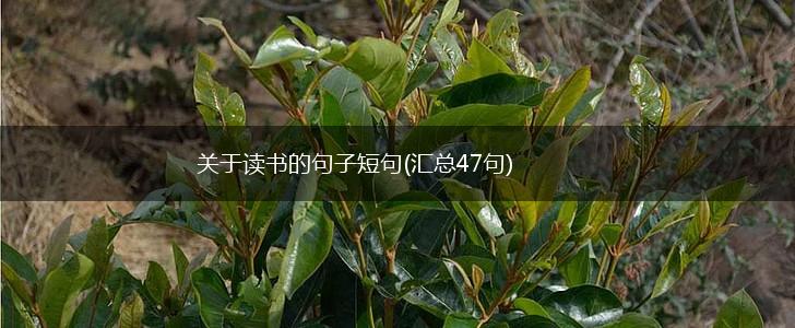 关于读书的句子短句(汇总47句),第1张