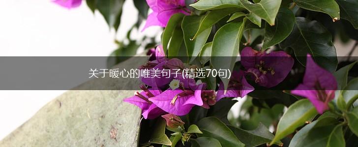 关于暖心的唯美句子(精选70句),第1张