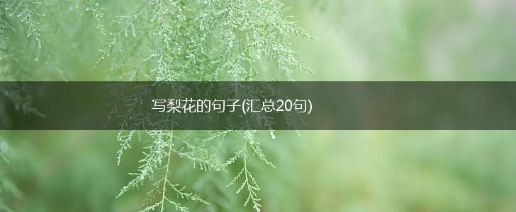 写梨花的句子(汇总20句),第1张