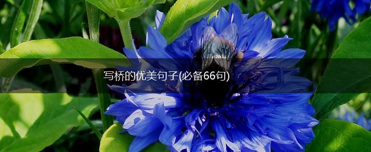 写桥的优美句子(必备66句),第1张